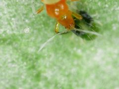 Franklinothrips vespiformis by no rights reserved, uploaded by 余世文. Used under a CC0 license.
