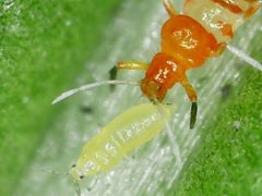 Franklinothrips vespiformis by no rights reserved, uploaded by 余世文. Used under a CC0 license.