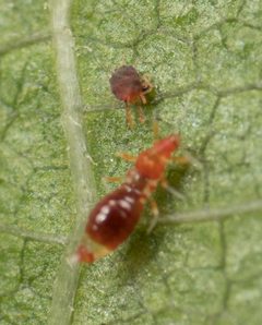 Franklinothrips vespiformis by no rights reserved, uploaded by Jesse Rorabaugh. Used under a CC0 license.