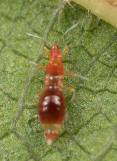 Franklinothrips vespiformis by no rights reserved, uploaded by Jesse Rorabaugh. Used under a CC0 license.