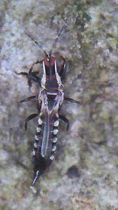 Phlaeothripidae by (c) Stephen Thorpe, some rights reserved (CC BY), uploaded by Stephen Thorpe. Used under a CC-BY license.
