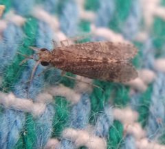 Ecnomidae by (c) Oleksii Vasyliuk, some rights reserved (CC BY), uploaded by Oleksii Vasyliuk. Used under a CC-BY license.