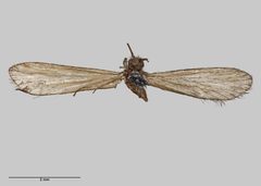 Ecnomidae by (c) Auckland War Memorial Museum, some rights reserved (CC BY). Used under a CC-BY license.