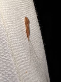 Triaenodes baris by no rights reserved, uploaded by Ben Keen. Used under a CC0 license.