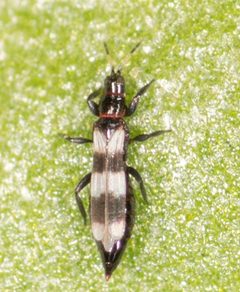 Aeolothrips by no rights reserved, uploaded by Jesse Rorabaugh. Used under a CC0 license.