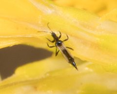 Erythrothrips by no rights reserved, uploaded by Jesse Rorabaugh. Used under a CC0 license.