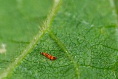 Eurythrips by (c) Joeb, some rights reserved (CC BY), uploaded by Joeb. Used under a CC-BY license.