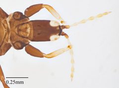Gynaikothrips by no rights reserved, uploaded by Jesse Rorabaugh. Used under a CC0 license.