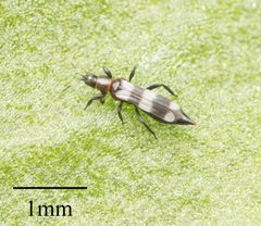 Aeolothripidae by no rights reserved, uploaded by Jesse Rorabaugh. Used under a CC0 license.