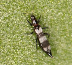 Aeolothripidae by no rights reserved, uploaded by Jesse Rorabaugh. Used under a CC0 license.