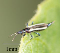 Aeolothripidae by no rights reserved, uploaded by Jesse Rorabaugh. Used under a CC0 license.