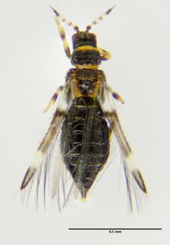 Panchaetothripinae by (c) Don Loarie, some rights reserved (CC BY), uploaded by Don Loarie. Used under a CC-BY license.
