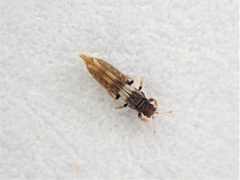 Panchaetothripinae by (c) Grey Smith, some rights reserved (CC BY), uploaded by Grey Smith. Used under a CC-BY license.