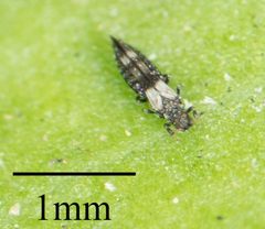 Caliothrips by no rights reserved, uploaded by Jesse Rorabaugh. Used under a CC0 license.
