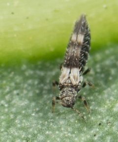 Caliothrips by no rights reserved, uploaded by Jesse Rorabaugh. Used under a CC0 license.