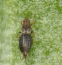 Hercinothrips femoralis by no rights reserved, uploaded by Jesse Rorabaugh. Used under a CC0 license.