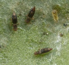 Hercinothrips femoralis by no rights reserved, uploaded by Jesse Rorabaugh. Used under a CC0 license.
