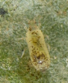 Hercinothrips femoralis by no rights reserved, uploaded by Jesse Rorabaugh. Used under a CC0 license.