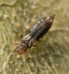 Hercinothrips femoralis by no rights reserved, uploaded by Jesse Rorabaugh. Used under a CC0 license.