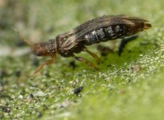 Hercinothrips femoralis by no rights reserved, uploaded by Jesse Rorabaugh. Used under a CC0 license.
