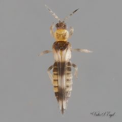 Sericothripinae by (c) Victor Engel, some rights reserved (CC BY), uploaded by Victor Engel. Used under a CC-BY license.