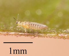 Sericothripinae by no rights reserved, uploaded by Jesse Rorabaugh. Used under a CC0 license.