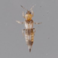 Sericothripinae by (c) Victor Engel, some rights reserved (CC BY), uploaded by Victor Engel. Used under a CC-BY license.