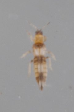 Sericothripinae by (c) Victor Engel, some rights reserved (CC BY), uploaded by Victor Engel. Used under a CC-BY license.