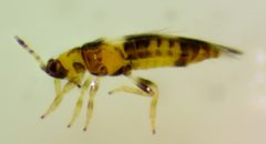 Sericothripinae by (c) saltyhiker, some rights reserved (CC BY). Used under a CC-BY license.