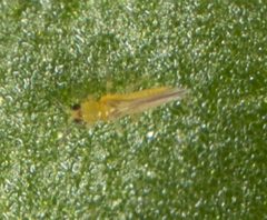 Scirtothrips by no rights reserved, uploaded by Jesse Rorabaugh. Used under a CC0 license.
