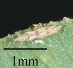 Scolothrips by no rights reserved, uploaded by Jesse Rorabaugh. Used under a CC0 license.