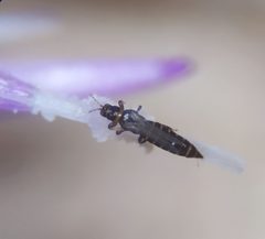 Thrips by (c) carnifex, some rights reserved (CC BY), uploaded by carnifex. Used under a CC-BY license.