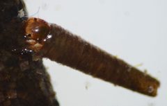 Amiocentrus aspilus by (c) Don Loarie, some rights reserved (CC BY). Used under a CC-BY license.