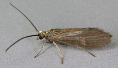 Agapetus by (c) Janet Graham, some rights reserved (CC BY). Used under a CC-BY license.