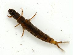 Hydropsychinae by (c) Johan Kjær Prehn, some rights reserved (CC BY), uploaded by Johan Kjær Prehn. Used under a CC-BY license.