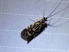 Macronematinae by (c) Sam Kieschnick, some rights reserved (CC BY), uploaded by Sam Kieschnick. Used under a CC-BY license.