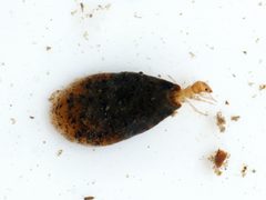 Hydroptiloidea by (c) Johan Kjær Prehn, some rights reserved (CC BY), uploaded by Johan Kjær Prehn. Used under a CC-BY license.