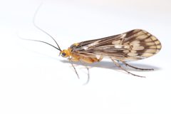 Stenophylacini by no rights reserved, uploaded by Allan Harris. Used under a CC0 license.