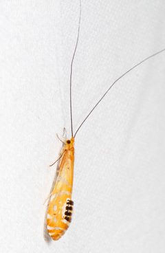 Nectopsyche by (c) Judy Gallagher, some rights reserved (CC BY). Used under a CC-BY license.