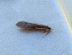 Oecetis osteni by (c) Doug Macaulay, some rights reserved (CC BY), uploaded by Doug Macaulay. Used under a CC-BY license.