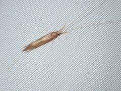 Triaenodes tardus by (c) Lee Cain, some rights reserved (CC BY), uploaded by Lee Cain. Used under a CC-BY license.