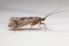 Lenarchus by (c) Ken-ichi Ueda, some rights reserved (CC BY), uploaded by Ken-ichi Ueda. Used under a CC-BY license.