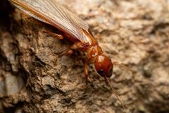 Zootermopsis laticeps by (c) Jake Nitta, some rights reserved (CC BY), uploaded by Jake Nitta. Used under a CC-BY license.