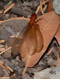 Zootermopsis laticeps by (c) Owen Ridgen, some rights reserved (CC BY), uploaded by Owen Ridgen. Used under a CC-BY license.