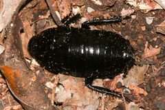 Eurycotis lixa by (c) Tom Field, some rights reserved (CC BY), uploaded by Tom Field. Used under a CC-BY license.