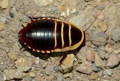 Blattidae by (c) Steve Kerr, some rights reserved (CC BY), uploaded by Steve Kerr. Used under a CC-BY license.