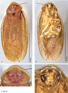 Arenivaga apacha by (c) Heidi Hopkins, some rights reserved (CC BY). Used under a CC-BY license.
