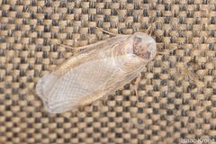 Arenivaga investigata by (c) Isaac Krone, some rights reserved (CC BY), uploaded by Isaac Krone. Used under a CC-BY license.
