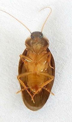 Compsodes cucullatus by (c) jimeckert49, some rights reserved (CC BY). Used under a CC-BY license.