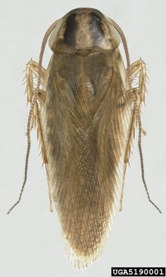 Blattella asahinai by (c) Natasha Wright, Florida Department of Agriculture and Consumer Services, Bugwood.org, some rights reserved (CC BY). Used under a CC-BY license.